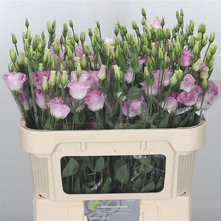 Eustoma Lisianthus Dbl. Surprise Misty Picotee