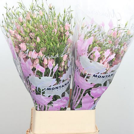 Eustoma Lisianthus Dizzy Lizzy