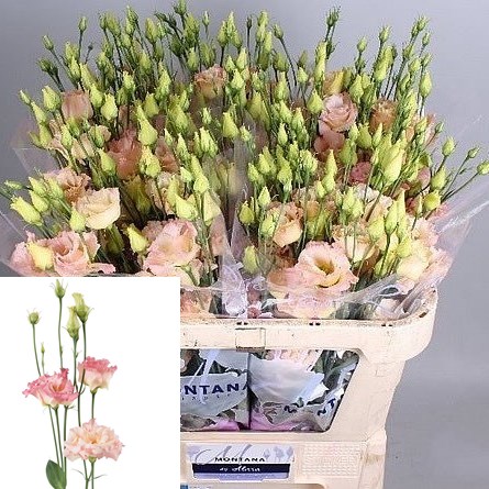 Eustoma Lisianthus Dbl. Alissa Champagne