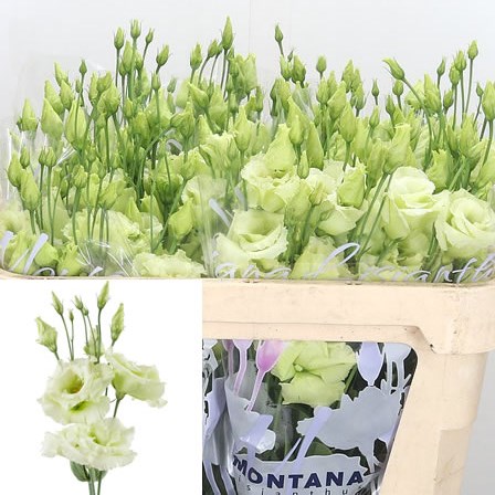 Eustoma Lisianthus Dbl. Alissa Green