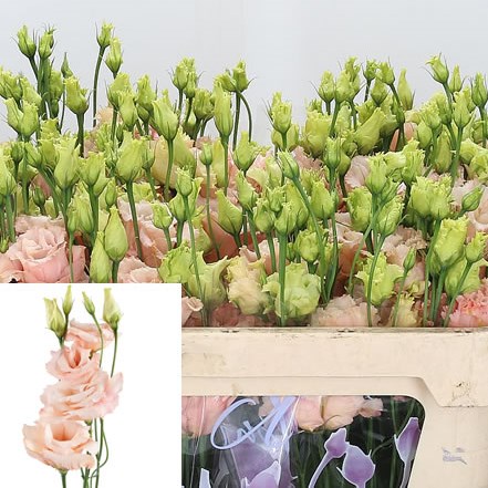 Eustoma Lisianthus Dbl. Alissa Light Apricot