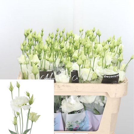 Eustoma Lisianthus Dbl. Alissa White