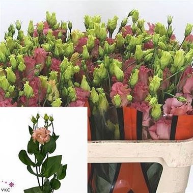 Eustoma Lisianthus Falda Salmon