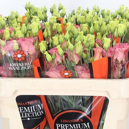 Eustoma Lisianthus Falda Salmon