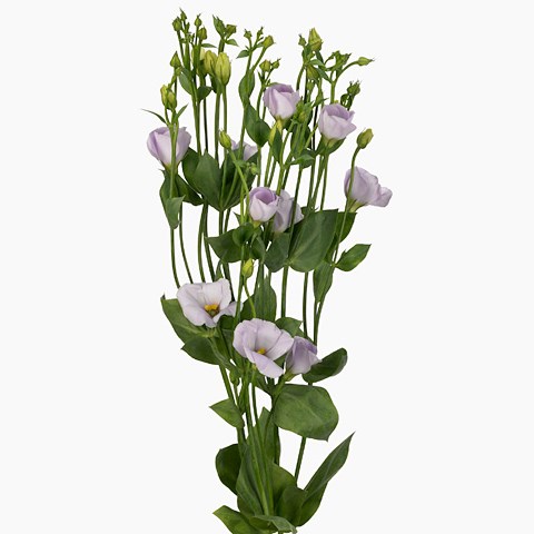 Eustoma Lisianthus Fioret Lavender