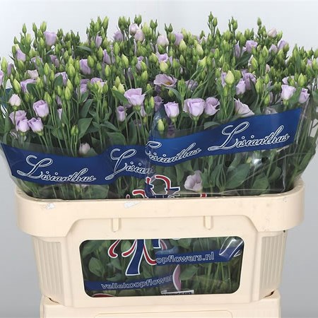 Eustoma Lisianthus Fioret Lavender