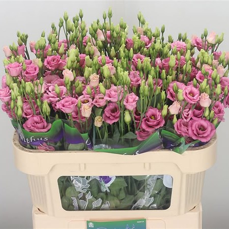 Eustoma Lisianthus Jolly Pink