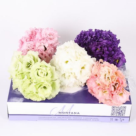 Eustoma Lisianthus Mini Alissa Mix