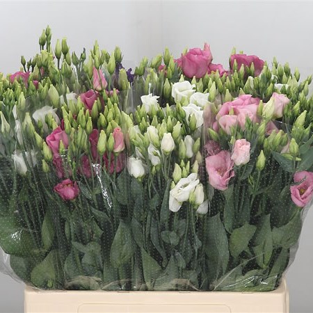 Eustoma Lisianthus Mix (Cols May Vary)