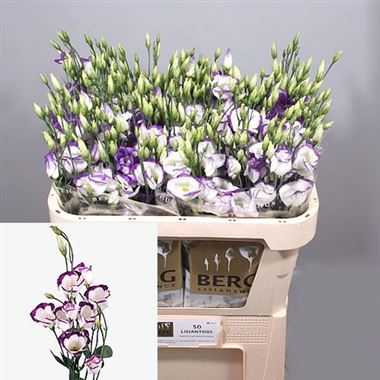 Eustoma Lisianthus Piccolo Blue Rim