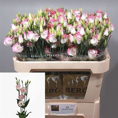 Eustoma Lisianthus Piccolo Hot Lips