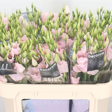 Eustoma Lisianthus Dbl. Soft Pink