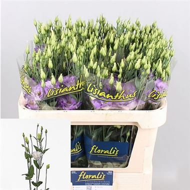 Eustoma Lisianthus dbl. Surprise Misty Blue