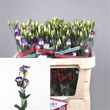 Eustoma Lisianthus Vulcan Purple Picotee