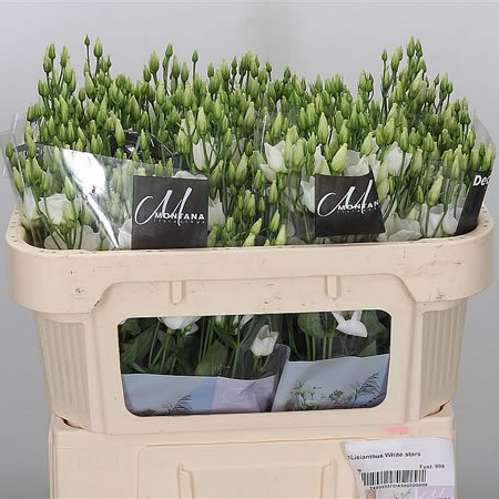 Eustoma Lisianthus White Stars