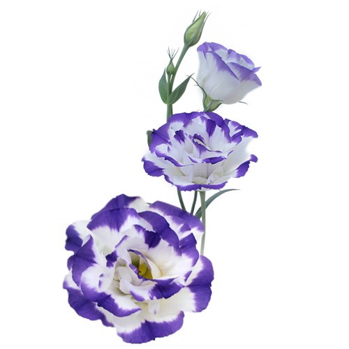 Eustoma Lisianthus dbl. Balboa Blue Rim