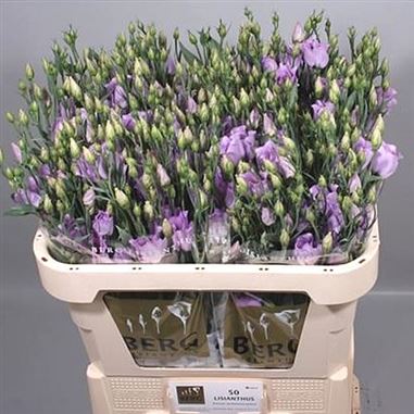 Eustoma Lisianthus Carice Lavender