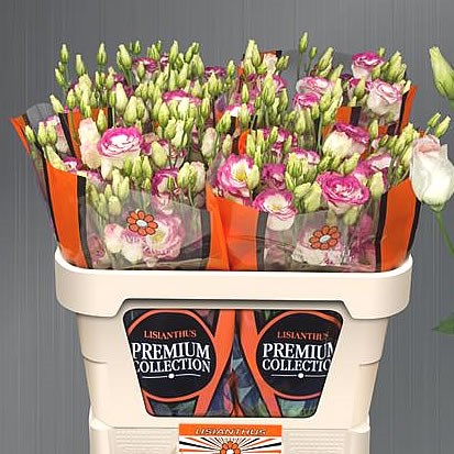 Eustoma Lisianthus dbl. Excalibur Hot Lips