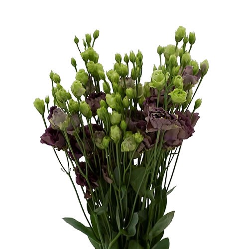 Eustoma Lisianthus dbl. Rosanne Black Pearl
