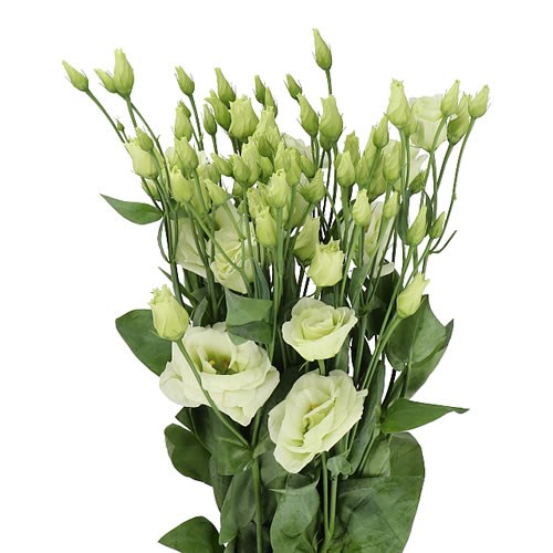 Eustoma Lisianthus dbl. Rosita Green