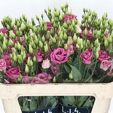 Eustoma Lisianthus dbl. Rosita Rose