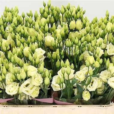 Eustoma Lisianthus dbl. Croma Yellow