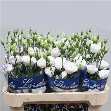 Eustoma Lisianthus dbl. Excalibur Blue Picotee