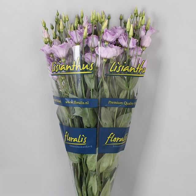 Eustoma Lisianthus dbl. Mariachi Lavender