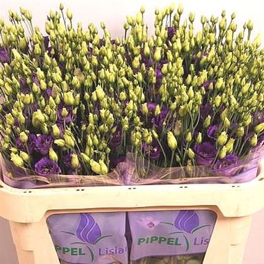 Eustoma Lisianthus dbl. Minuet Dark Purple