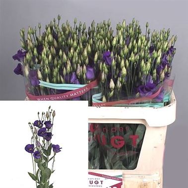 Eustoma Lisianthus Piccolo Violet
