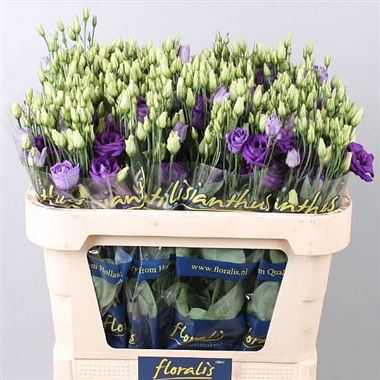 Eustoma Lisianthus dbl. Rosita Blue