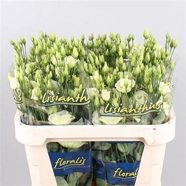 Eustoma Lisianthus dbl. Rosita Green