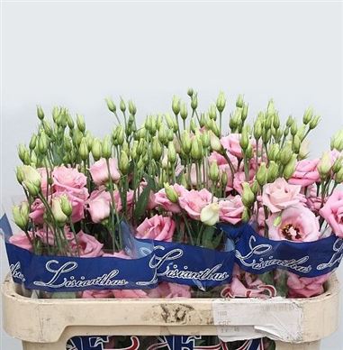 Eustoma Lisianthus dbl. Rosita Hot Pink