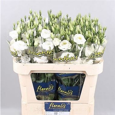 Eustoma Lisianthus Rosita White