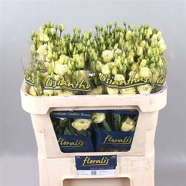 Eustoma Lisianthus dbl. Rosita Yellow