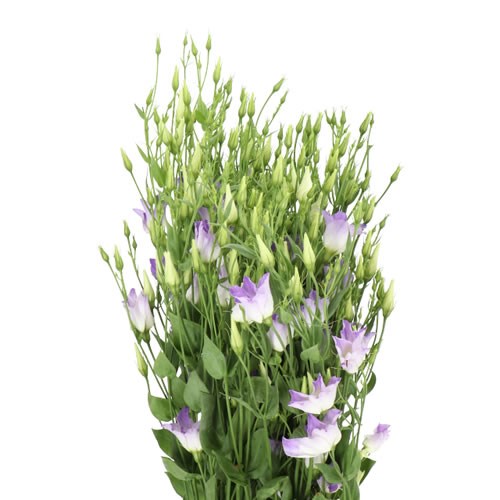 Eustoma Lisiathus Botanic Lavender Mist