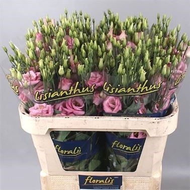 Eustoma Lysianthus Dbl. Rosita Pink