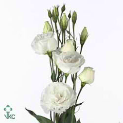 Eustoma LIsianthus dbl. Cessna White