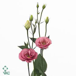 Eustoma Lisianthus dbl. Excalibur Pink
