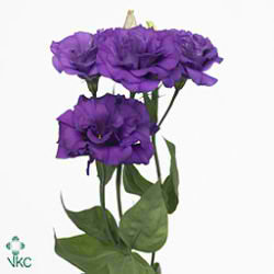 Eustoma Lisianthus dbl. Magic Deep Blue