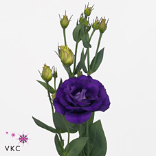 Eustoma Lisianthus dbl. Rosita Purple