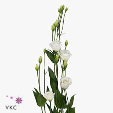 Eustoma Lisianthus Doublini White