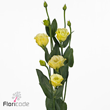 Eustoma Lisianthus dbl. Little Summer Yellow