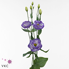 Eustoma Lisianthus dbl. Rosita Blue Flash