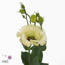 Eustoma Lisianthus Falda Yellow