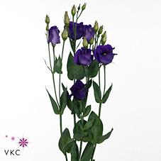 Eustoma Lisianthus Piccolo Purple