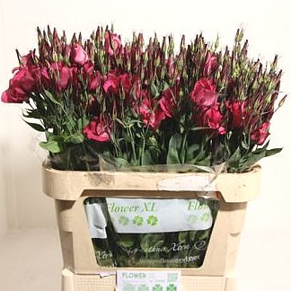 Eustoma Lisianthus Adom