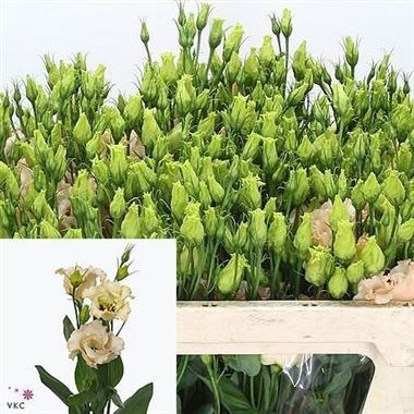 Eustoma Lisianthus Falda Apricot