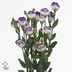 Eustoma Lisianthus Fioretti Blue Rim
