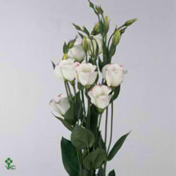 Eustoma Lisianthus Picotee Pink